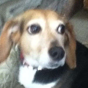 Meet your Posher, Ian